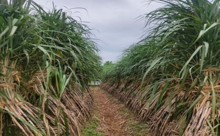 Bihar: बिहार सरकार का नया डिजिटल दांव! ईख मित्र ऐप किसानों को कौन-सी छुपी सुविधाएँ देगा?