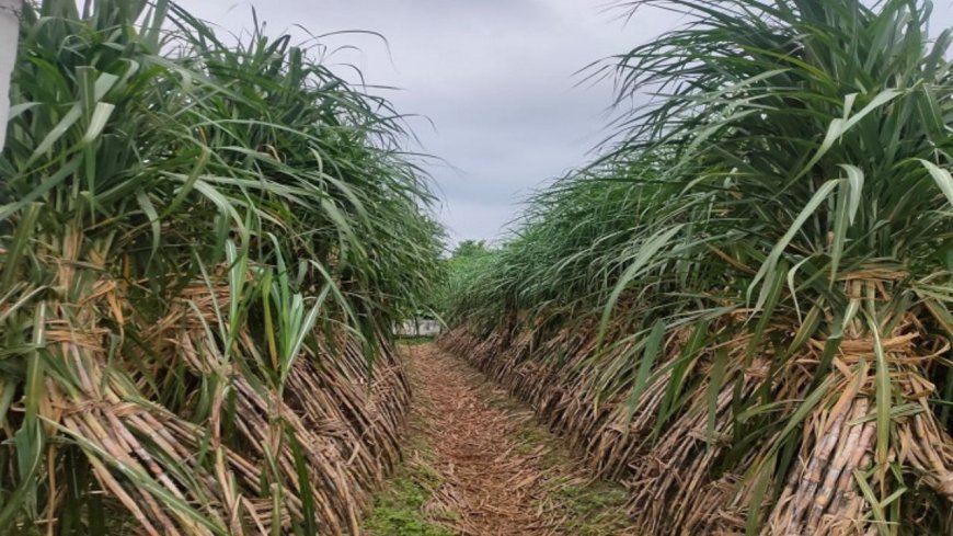 Bihar: बिहार सरकार का नया डिजिटल दांव! ईख मित्र ऐप किसानों को कौन-सी छुपी सुविधाएँ देगा?