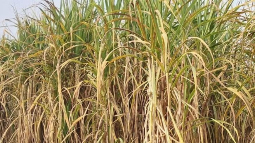 Bihar Government Subsidy: कोसी में गन्ने की मीठी वापसी—सरकार की 60% सब्सिडी के पीछे आखिर क्या बड़ा प्लान?