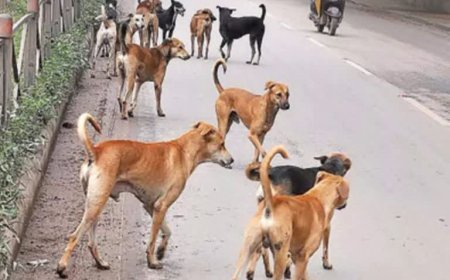 आवारा कुत्तों की बढ़ती आबादी खतरनाक, 2030 तक दोगुने होने के आसार !