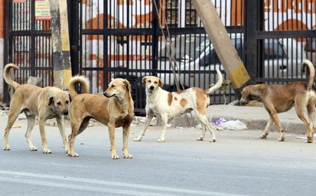 आवारा कुत्तों की दहशत, घर से निकलना हुआ मुश्किल, बच्चे और बुजुर्गो का बुरा हाल !