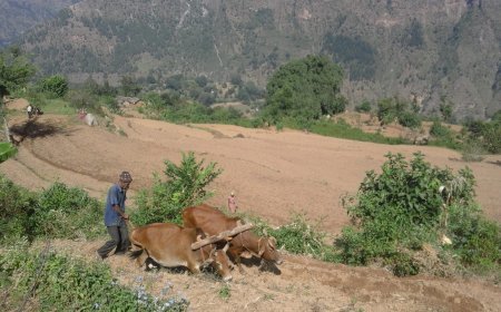 किसानों के लिए तोहफा लेकर आया बिहार बजट, अब हर साल 6000 की जगह मिलेंगे 9000 रुपये