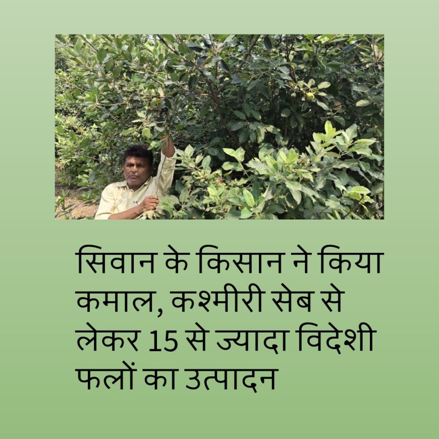 सिवान के किसान ने किया कमाल, कश्मीरी सेब से लेकर 15 से ज्यादा विदेशी फलों का उत्पादन बिहार की मिट्टी में...